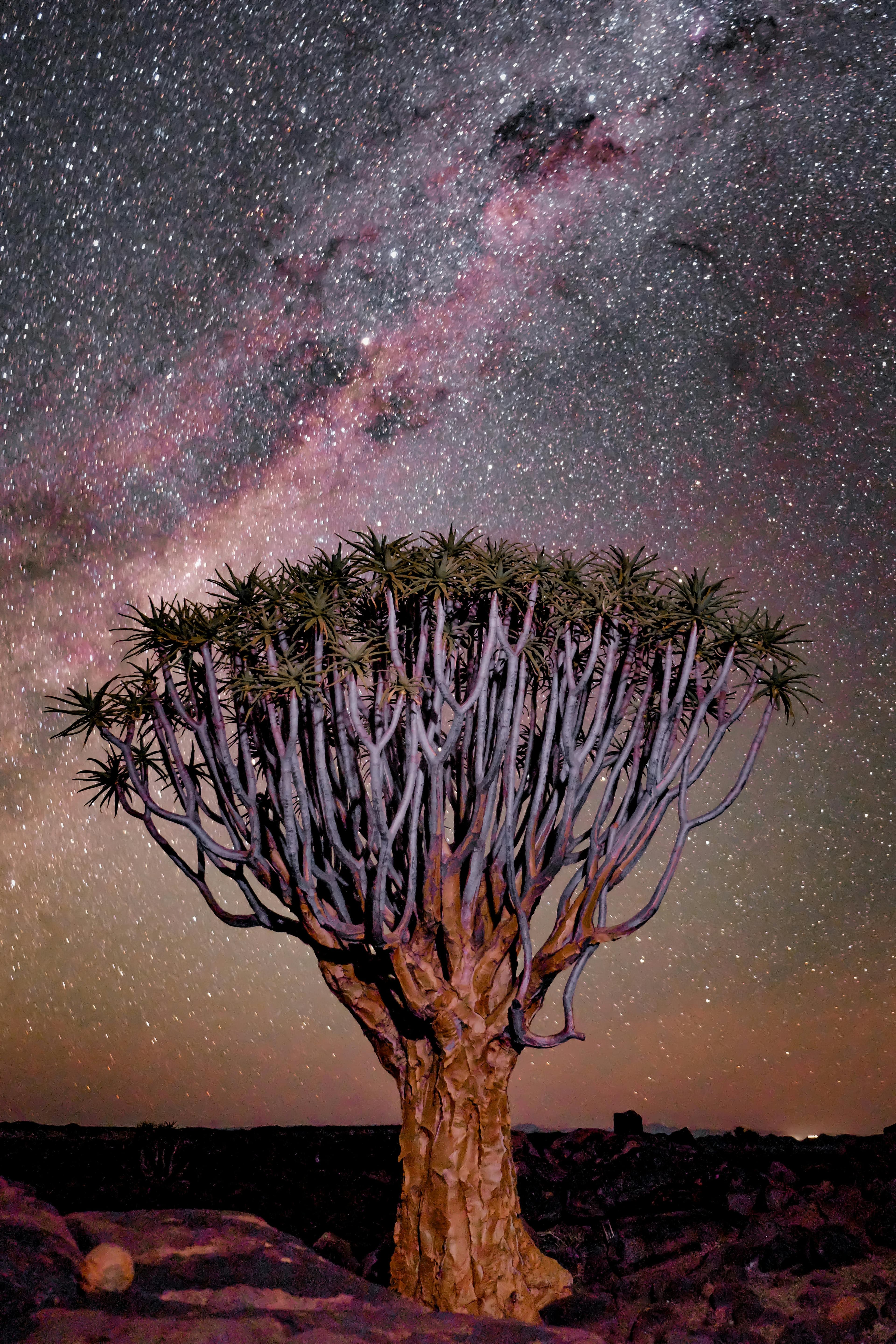 Baobab tree in starry night